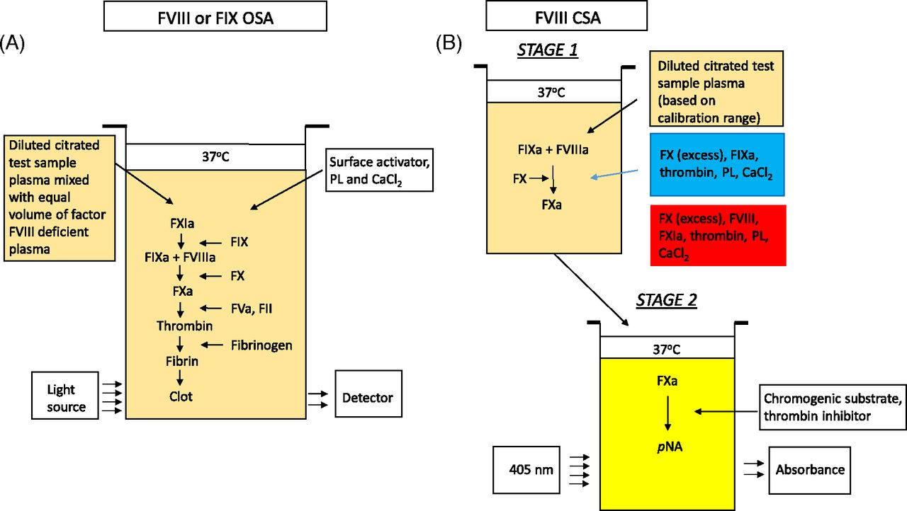 Thrombin generation and implications for hemophilia therapies: A